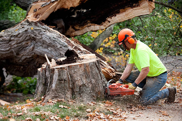 Best Emergency Storm Tree Removal  in Riverwoods, IL